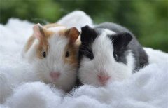 6000竹鼠賣不出去？何不來賣農業(yè)氣象站！