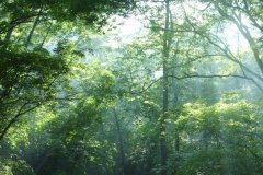 專業(yè)生產(chǎn)風(fēng)速風(fēng)向記錄儀的自動(dòng)氣象站廠家