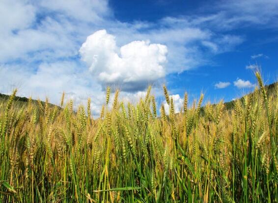 智能化農(nóng)業(yè)環(huán)境監(jiān)測儀多方式通訊保障 智能化農(nóng)業(yè)環(huán)境監(jiān)測儀多方式通訊保障