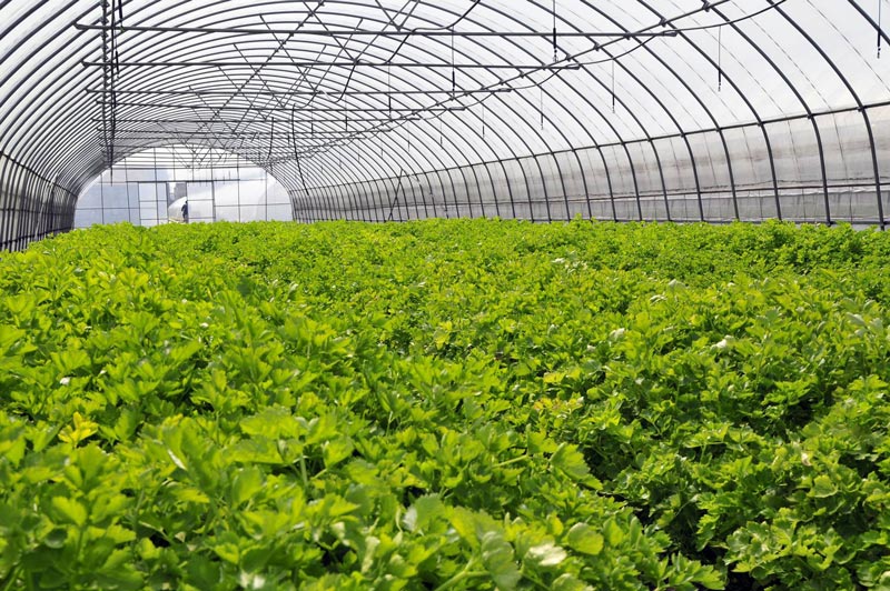 氣象五參數(shù)監(jiān)測儀 氣象五參數(shù)監(jiān)測儀