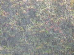 農業(yè)種植業(yè)如何應對暴雨？