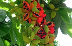 農(nóng)業(yè)自動(dòng)氣象站，為鳳眼果的種植提供一手資料