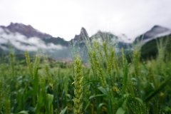 農(nóng)業(yè)氣象站：青稞對(duì)氣候的要求有哪些？