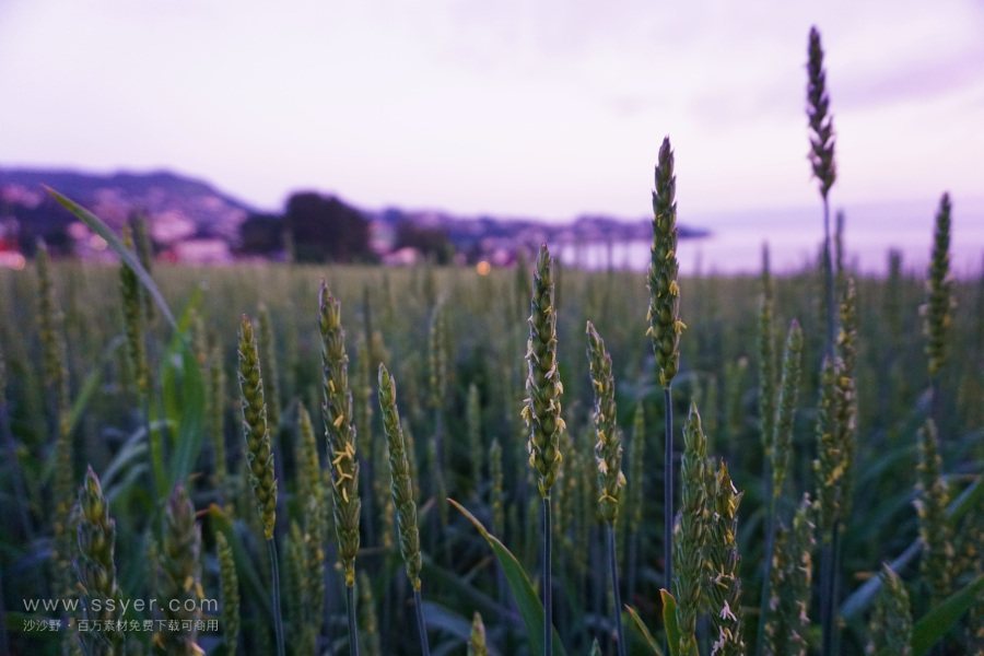 智能農(nóng)業(yè)的四情監(jiān)測系統(tǒng)