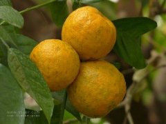 農(nóng)業(yè)氣象站幫助陳皮的晾曬